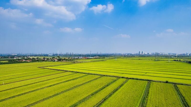 农业产业园规划设计：从蓝图到丰收的步骤解析**