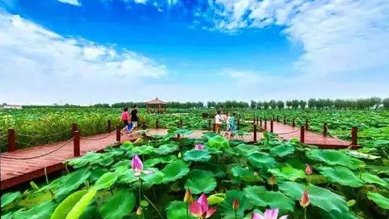 北京有机农业种植技术：视频教程揭秘绿色种植之道
