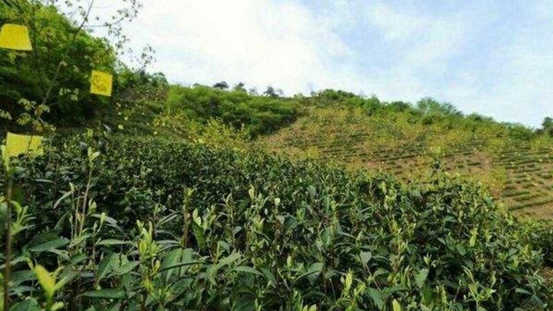 生鲜配送承包合同代理：如何把握行业关键点