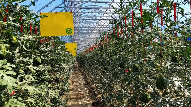 农业产业园观赏植物品种选择：如何打造绿色生态景观**