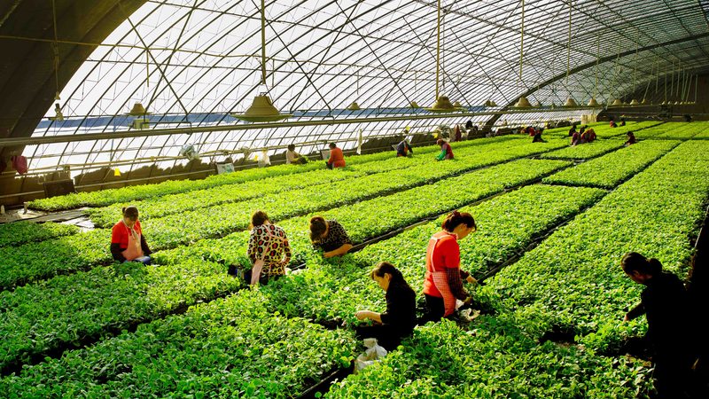 合作社如何科学采购饲料，降低养殖成本？**