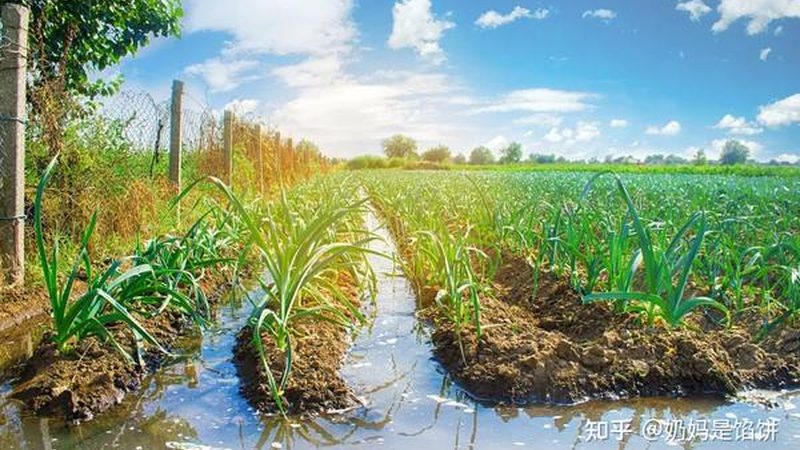 合作社土地流转评估：如何科学决策